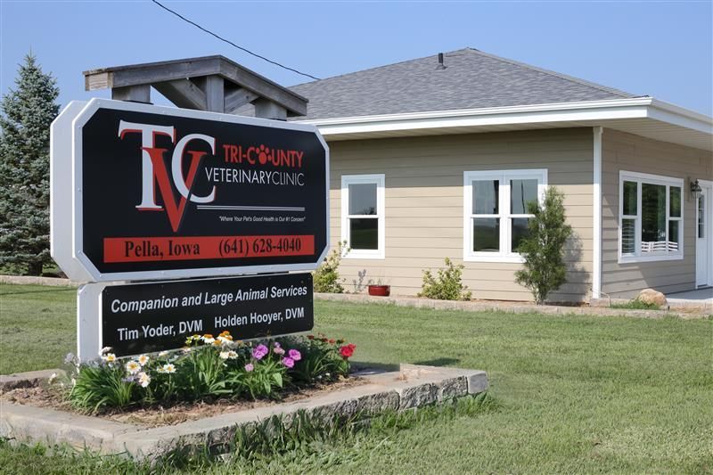 A black, white and brown puppy is laying in the grass looking up at the camera.