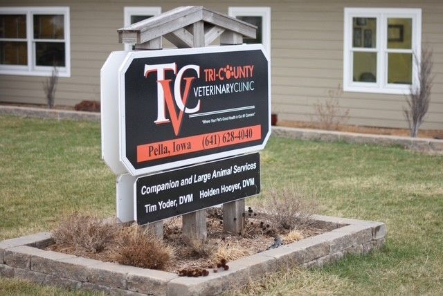 A black, white and brown puppy is laying in the grass looking up at the camera.