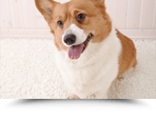 Dog in a carpet