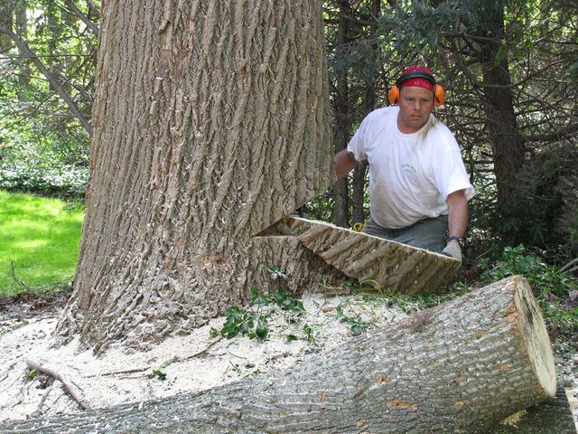 Tree Removal Techniques