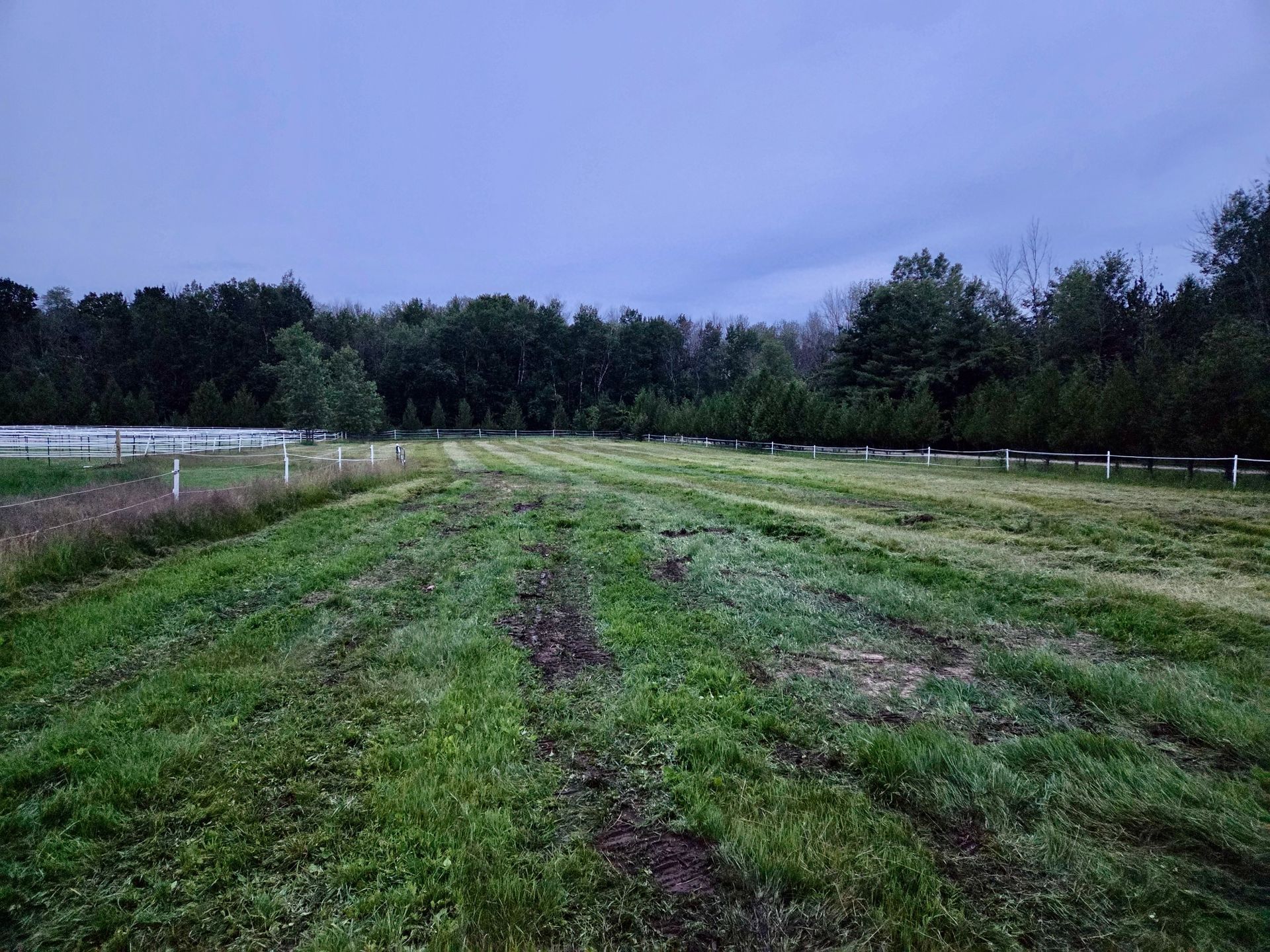 Green field with rows of crops or plants, with a dark forest in the background under a cloudy sky.