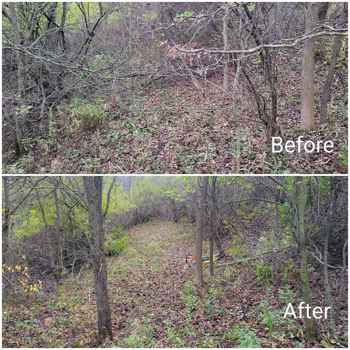 A before and after photo of a forest with trees and leaves.