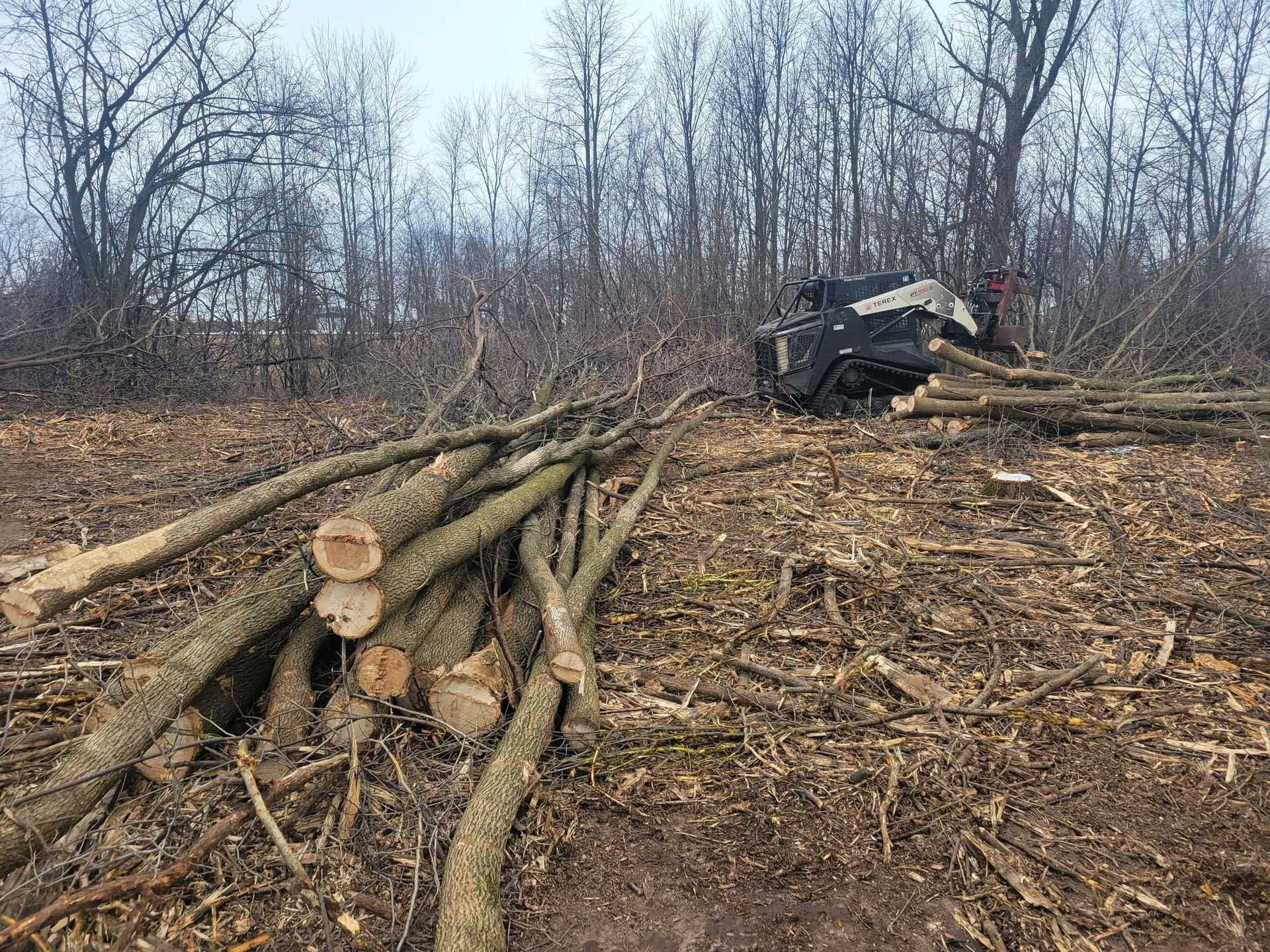 A pile of logs in a field with trees in the background.