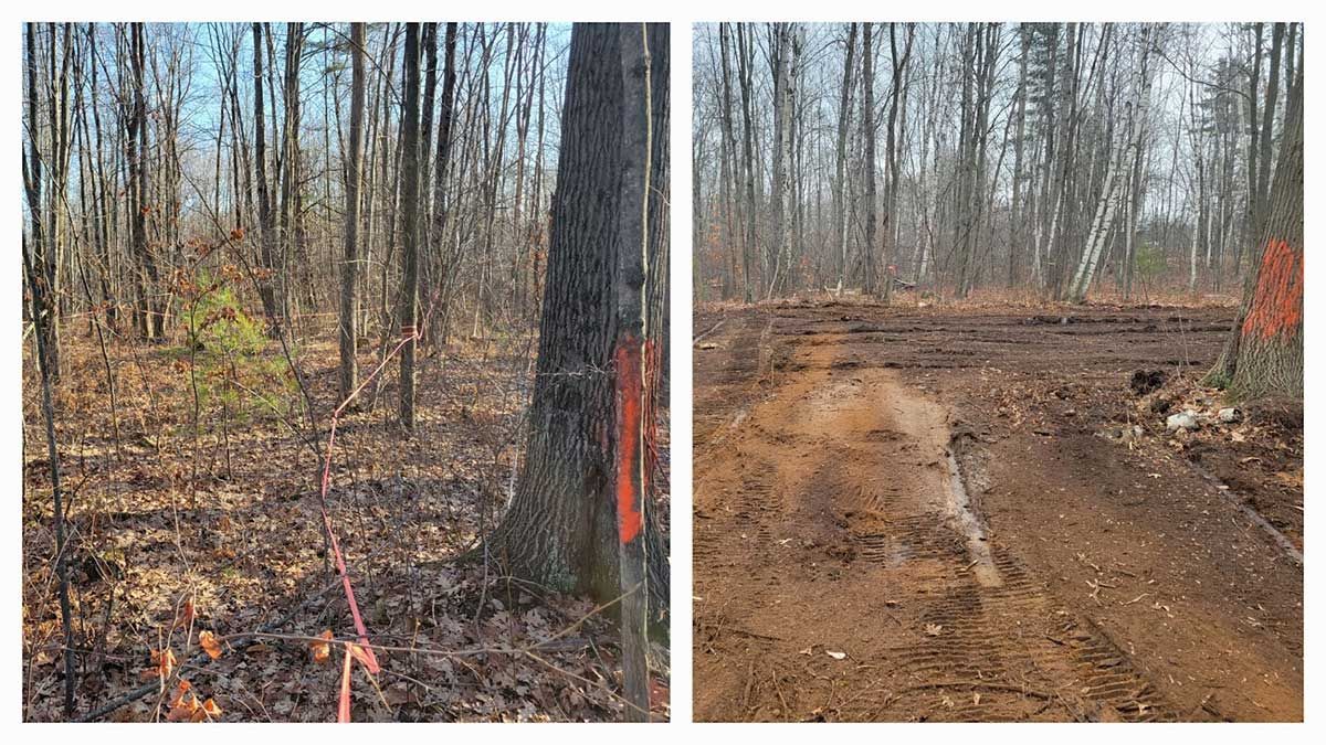 A before and after picture of a forest with a tree and a dirt road.