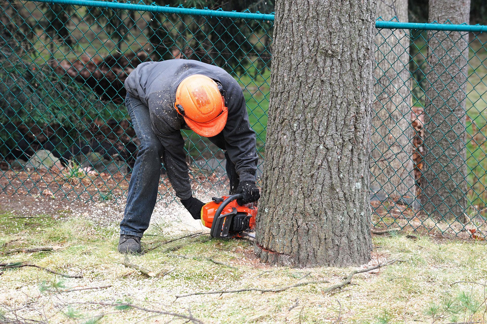 A man is cutting a tree with a chainsaw from its base.