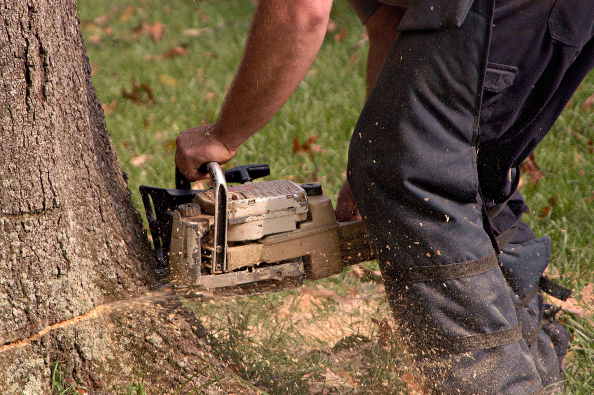 A man is cutting a tree with a chainsaw from the base.
