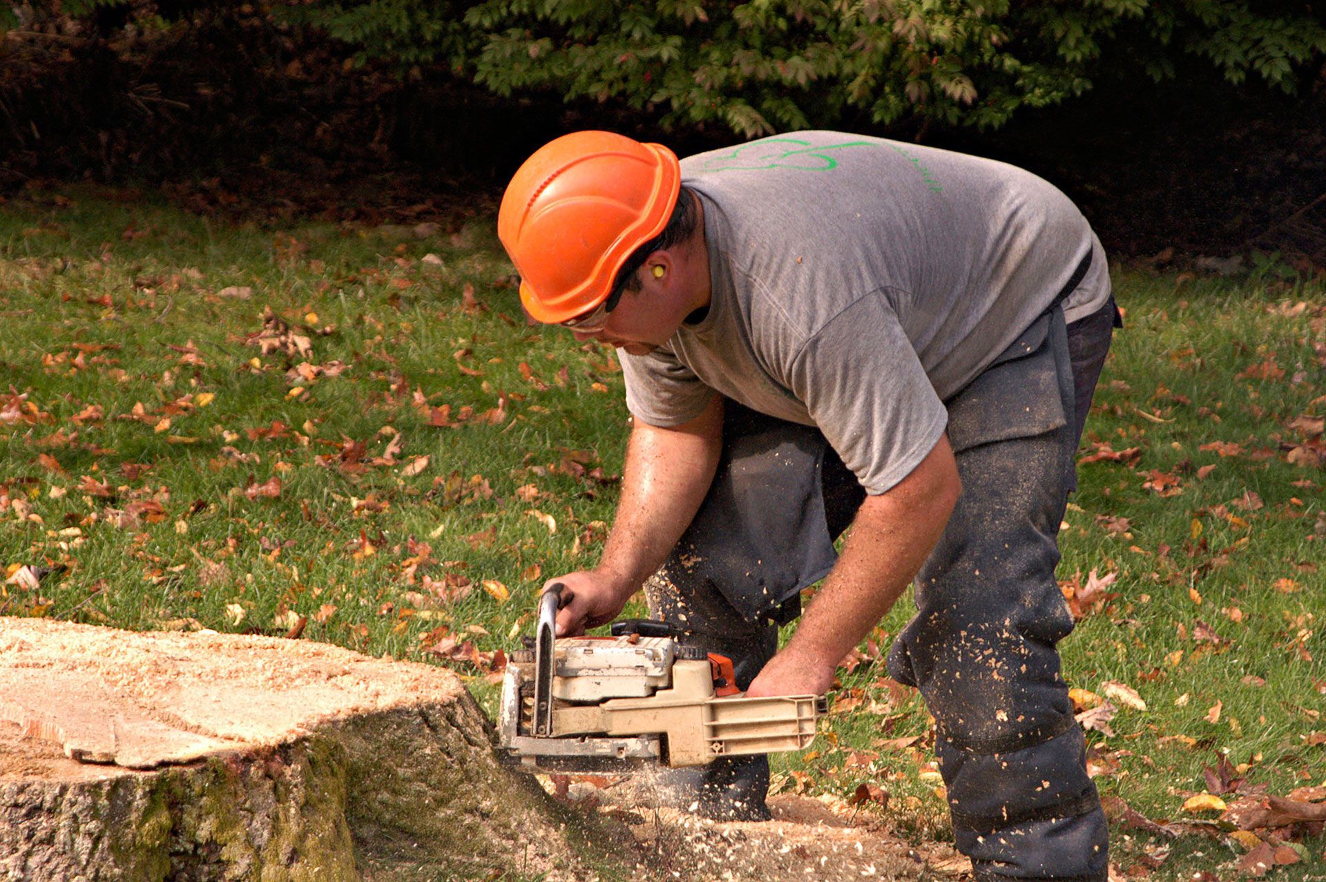 A man is cutting a tree stump with a chainsaw.