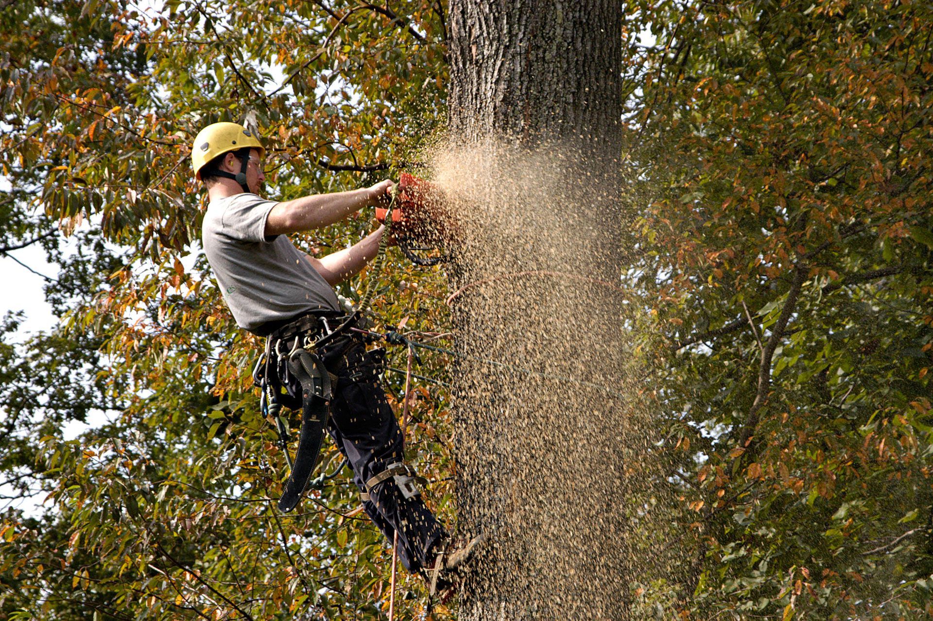 A man is cutting a tree from the middle with a chainsaw.