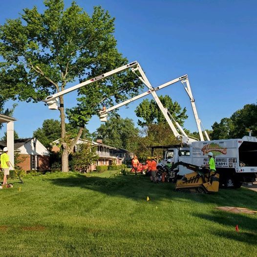 Arborist Springboro, OH Harrison's Pro Tree Service