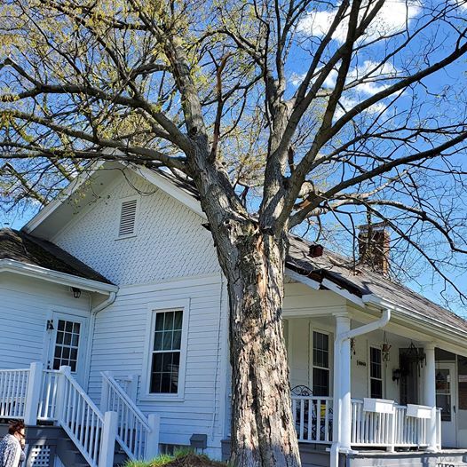 Harrison�s Pro Tree Service Tree Care Franklin, OH