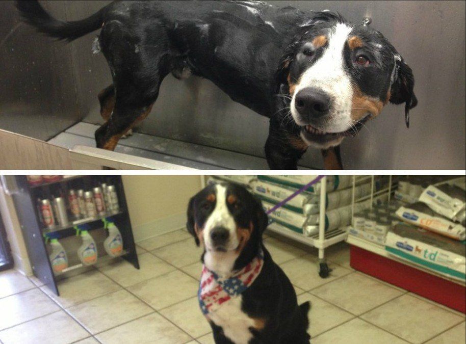 Before and after pet grooming