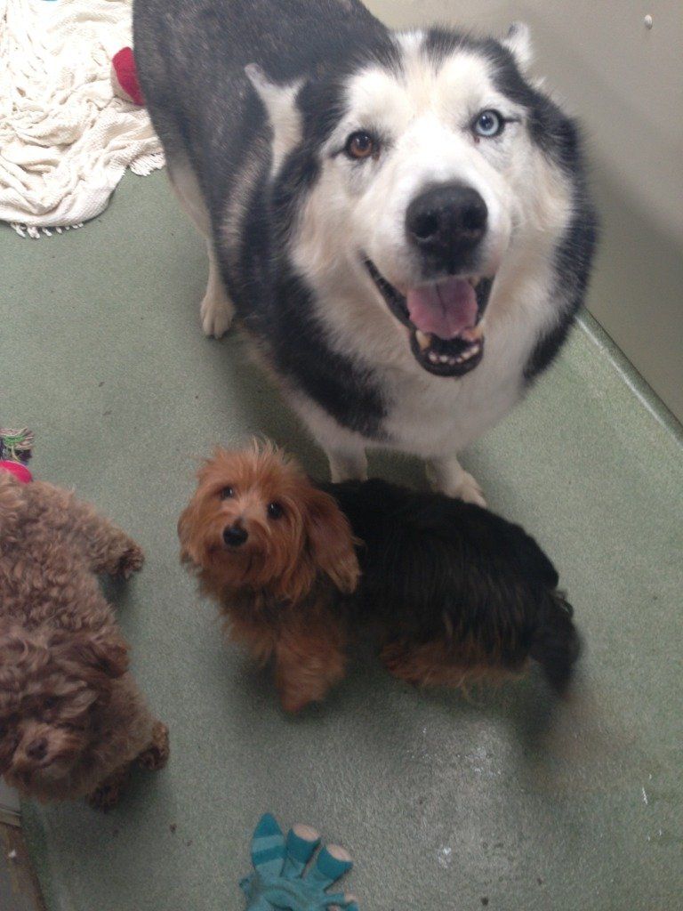 Valley Boarding Kennels Photo Gallery South Windsor, CT