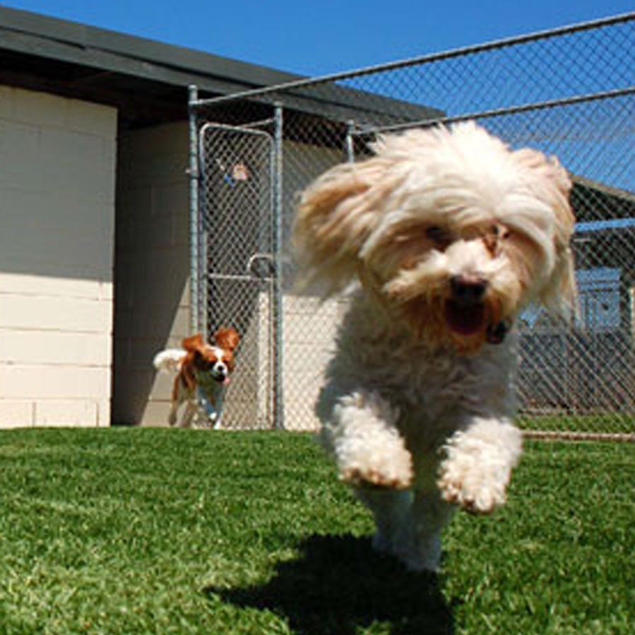 Valley Boarding Kennels Photo Gallery | South Windsor, CT