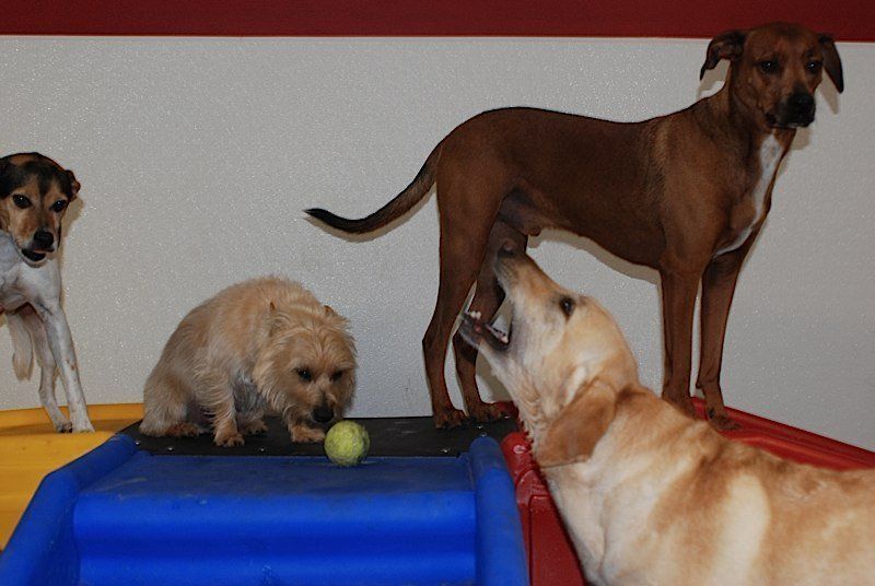 Valley Boarding Kennels Photo Gallery South Windsor, CT