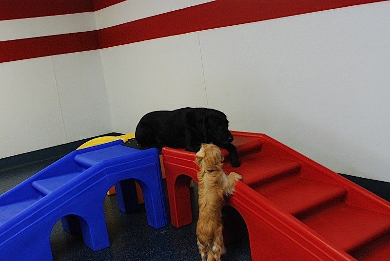 Valley Boarding Kennels Photo Gallery South Windsor, CT