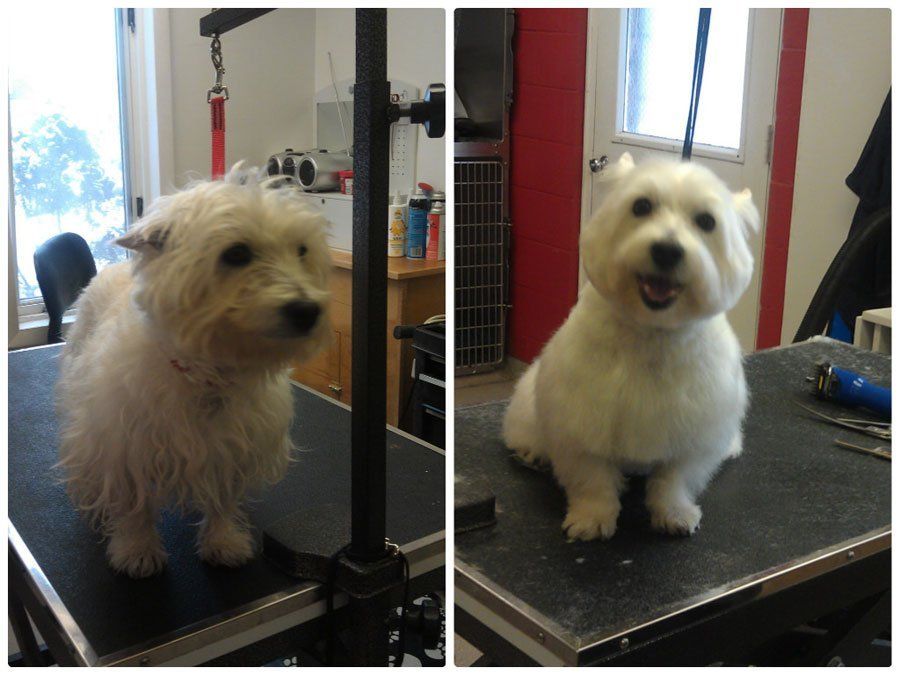 White dog before and after grooming