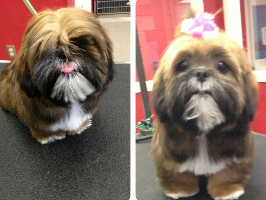 Shih tzu before and after grooming