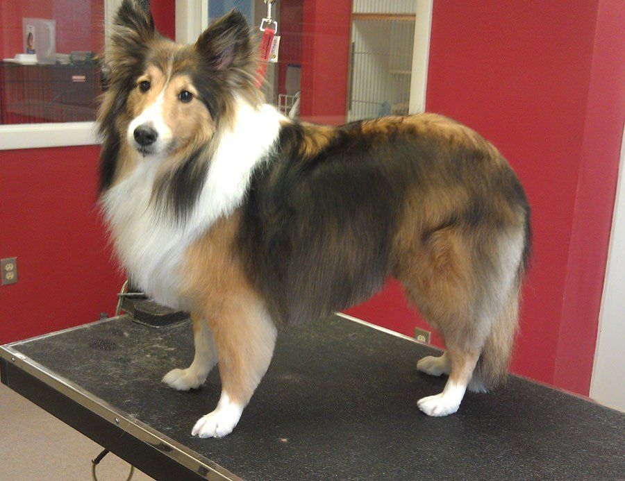 Valley Boarding Kennels Photo Gallery South Windsor, CT