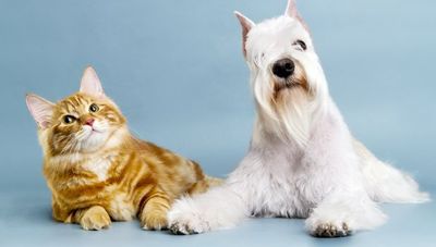 valley boarding kennel