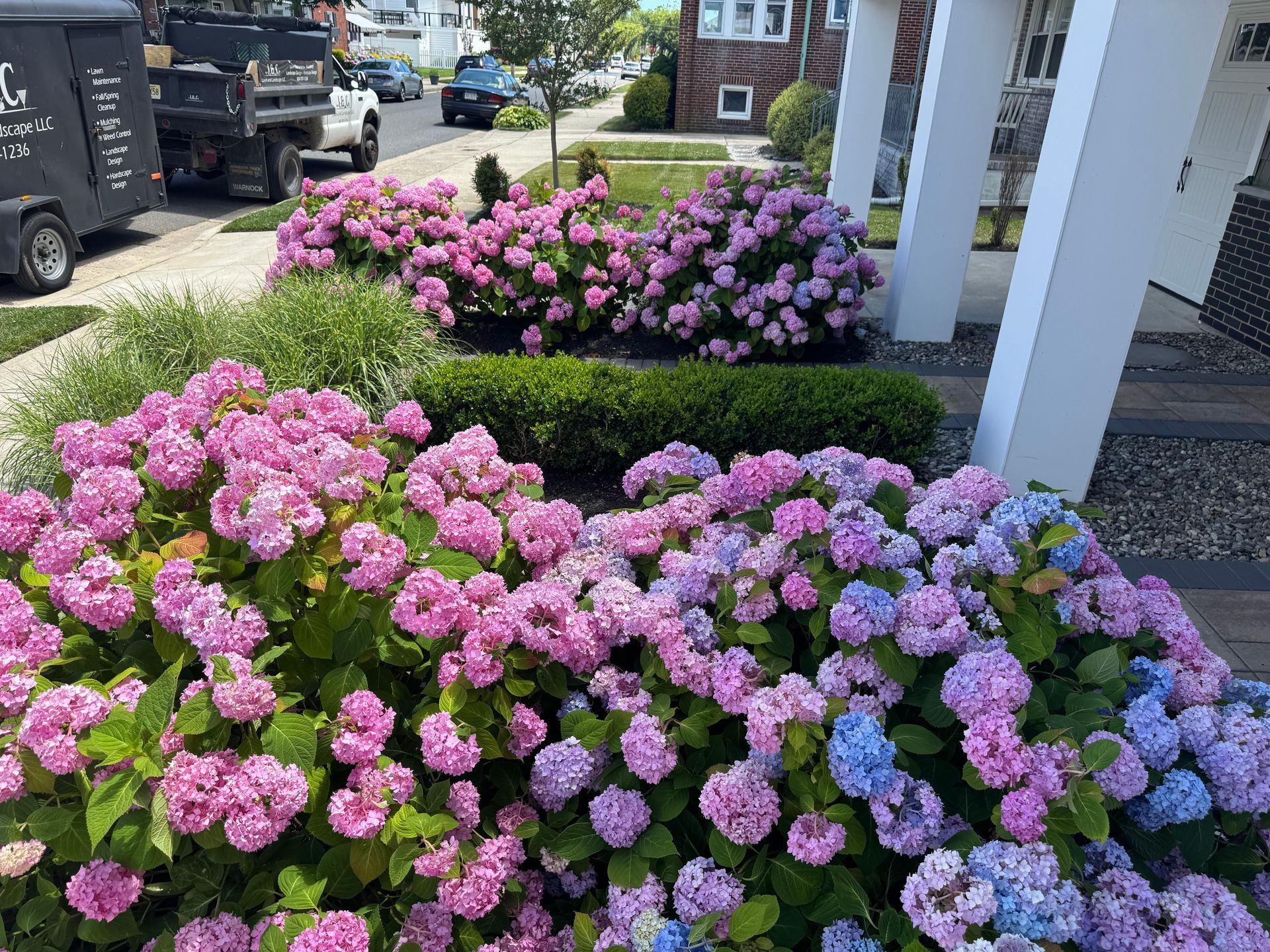 Pink and purple hydrangeas blooming beside a sidewalk in front of parked vehicles and a building