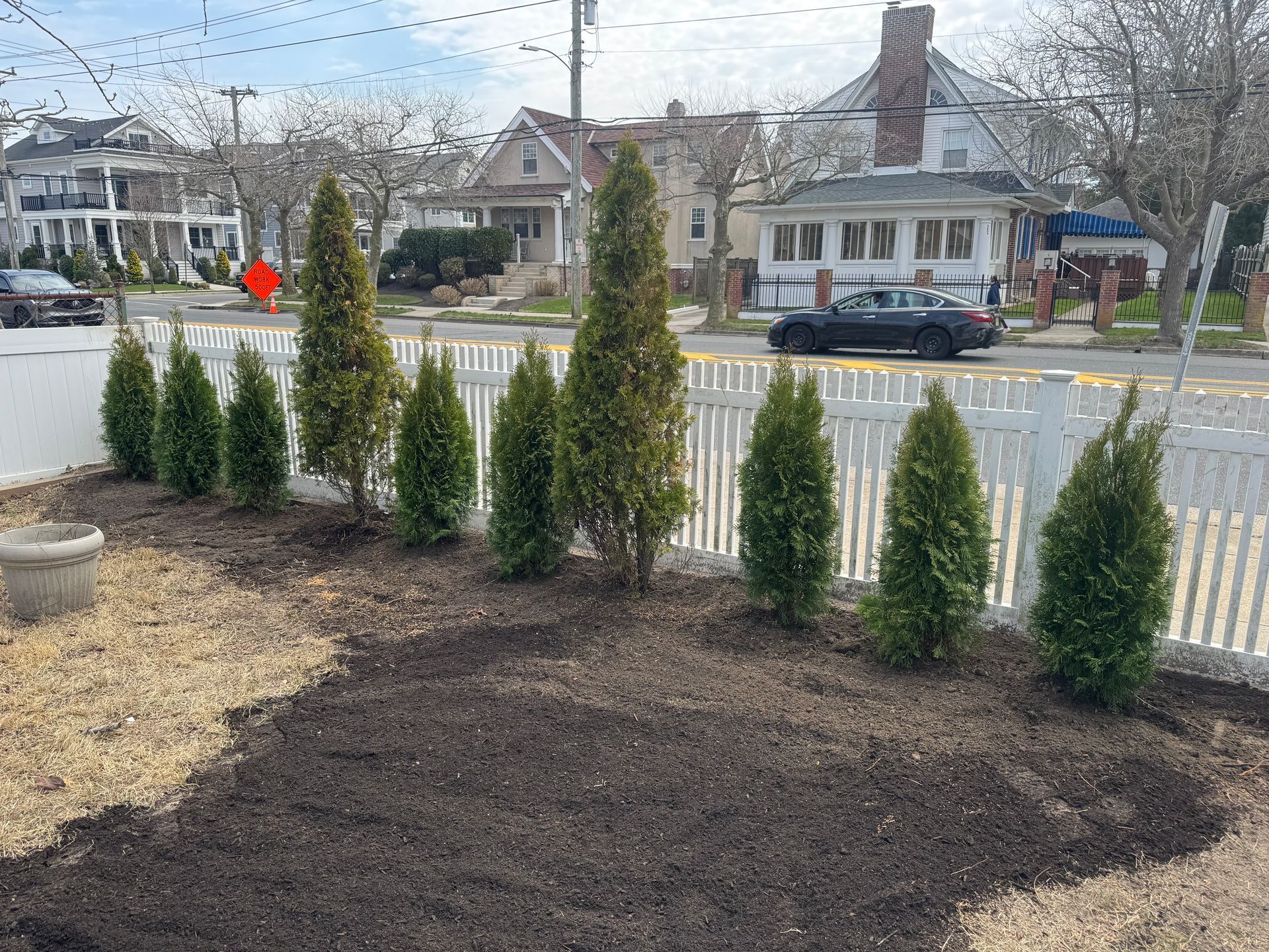 Row of evergreen trees planted along a white picket fence on a city street.