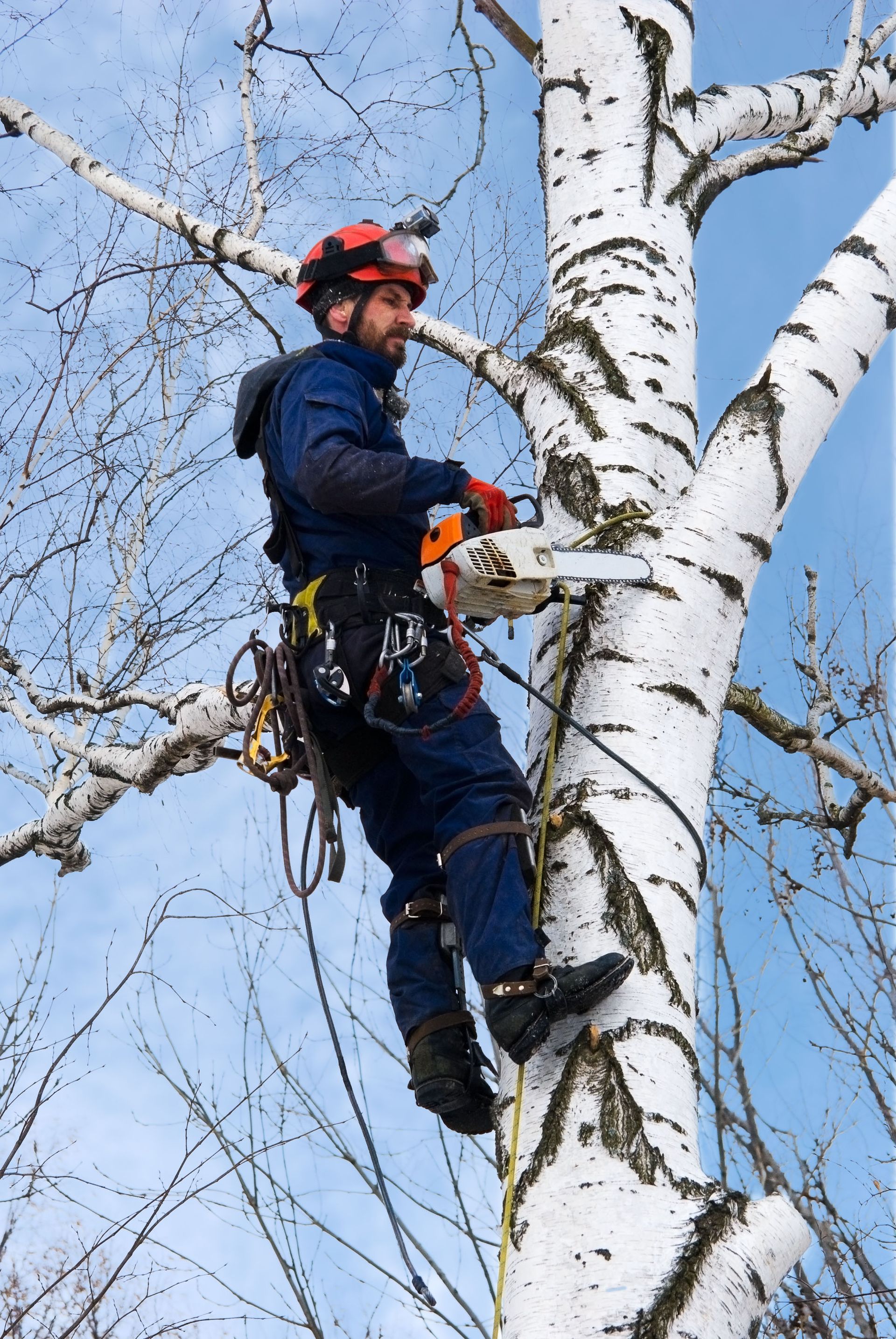 local tree services