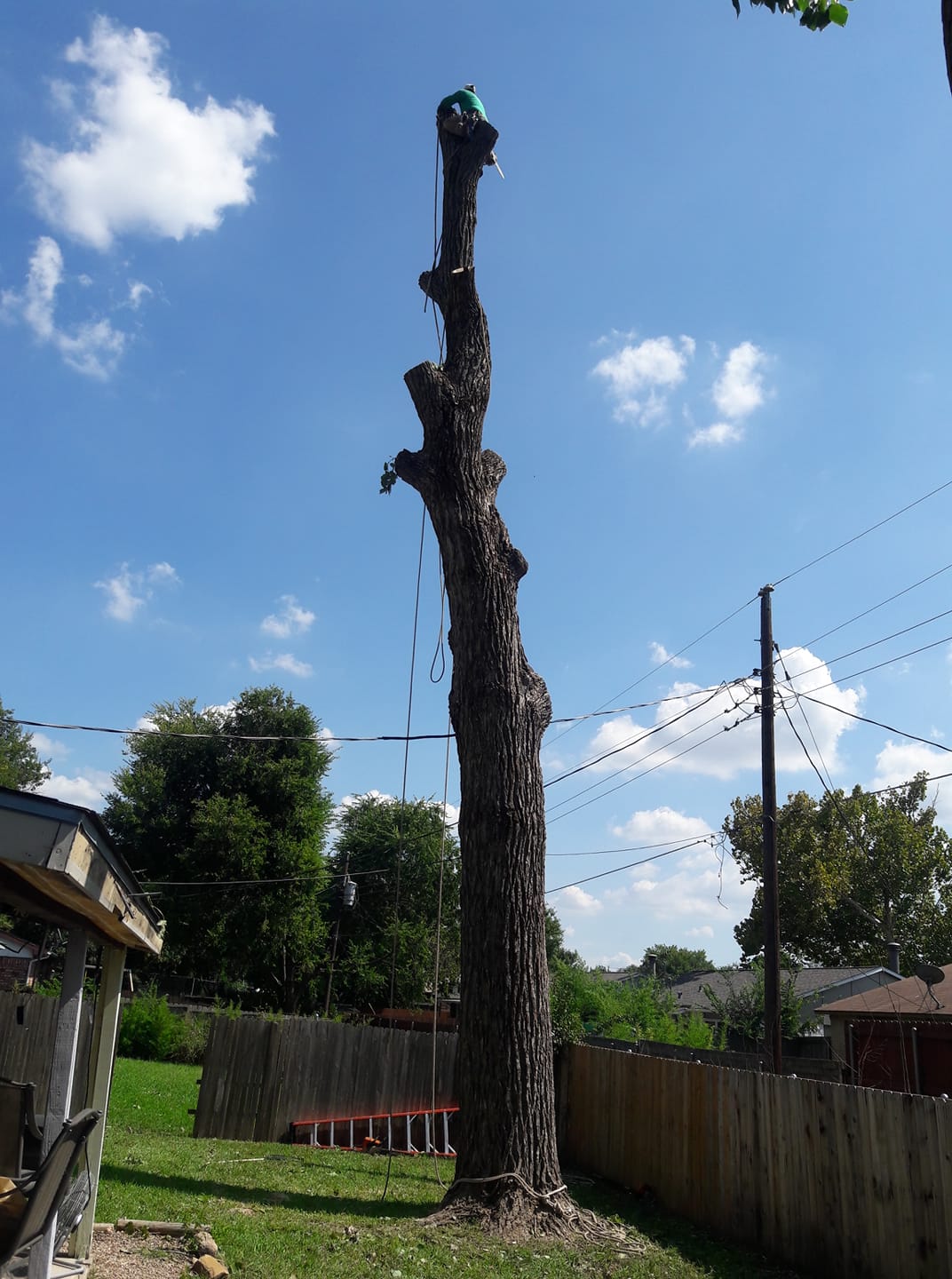 Tree removal