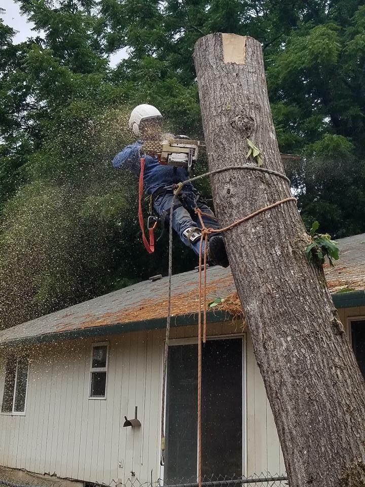 Tree removal