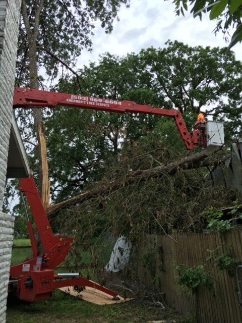 Tree removal with red crane