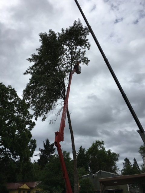 Tree removal with red crane