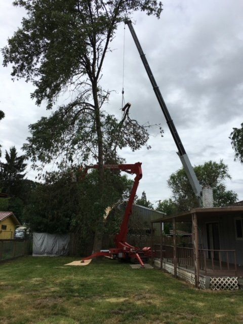 Tree removal with crane