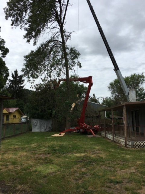 Tree removal with red crane