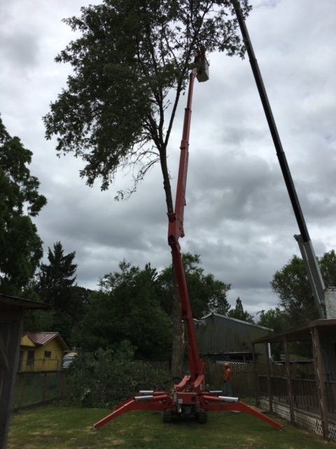 Tree removal with red crane