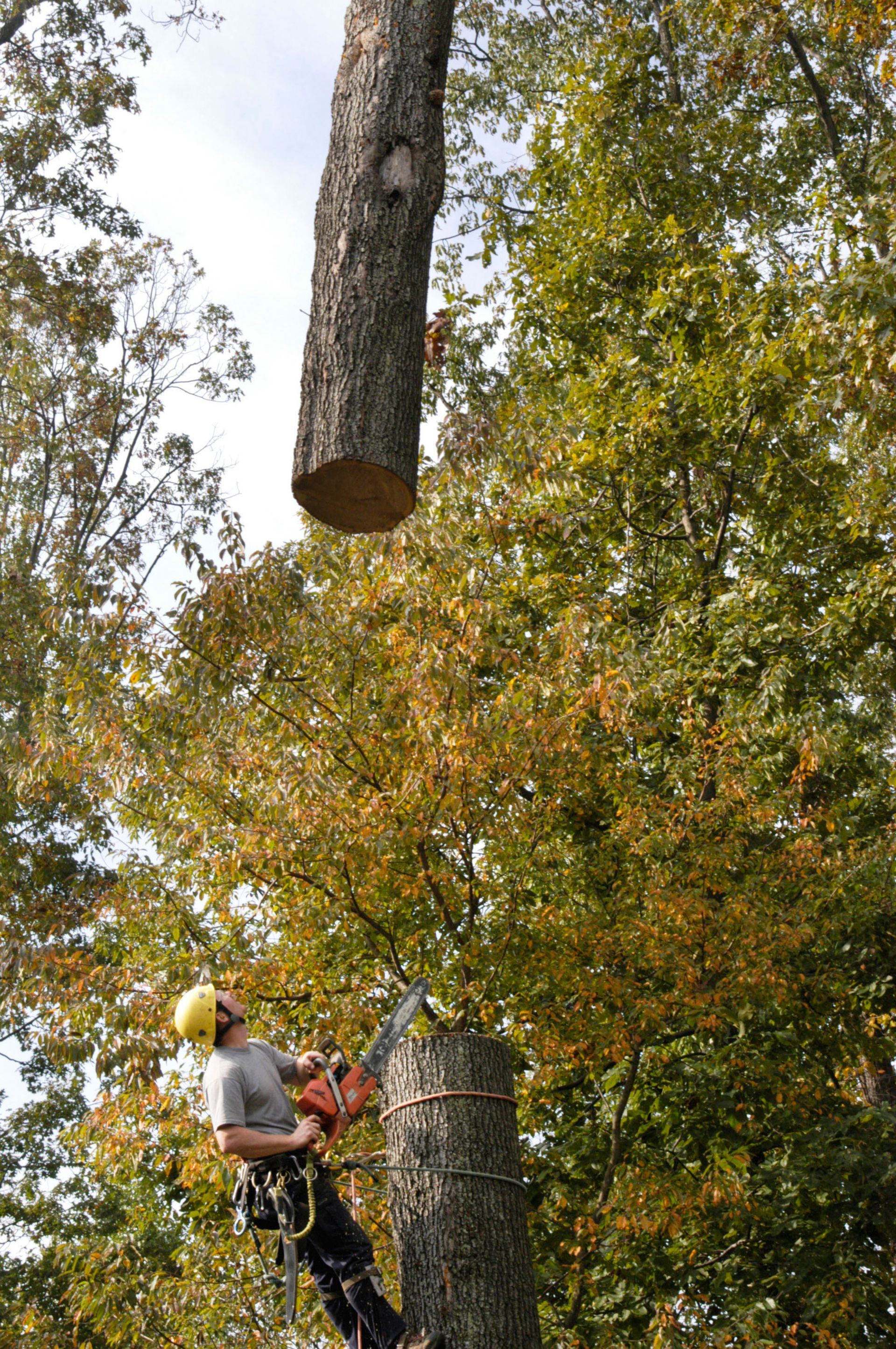 tree removal contractor