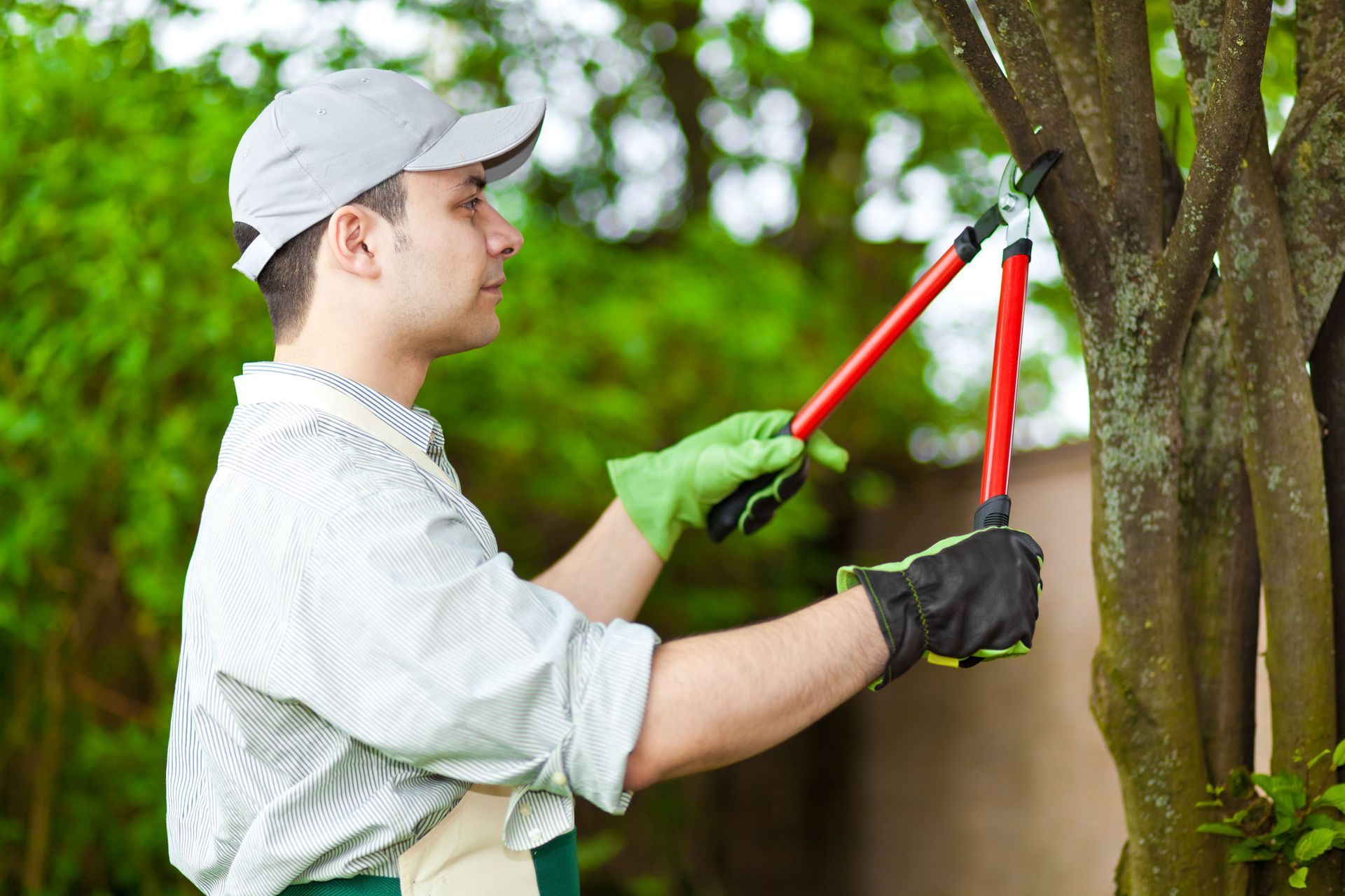 arborists