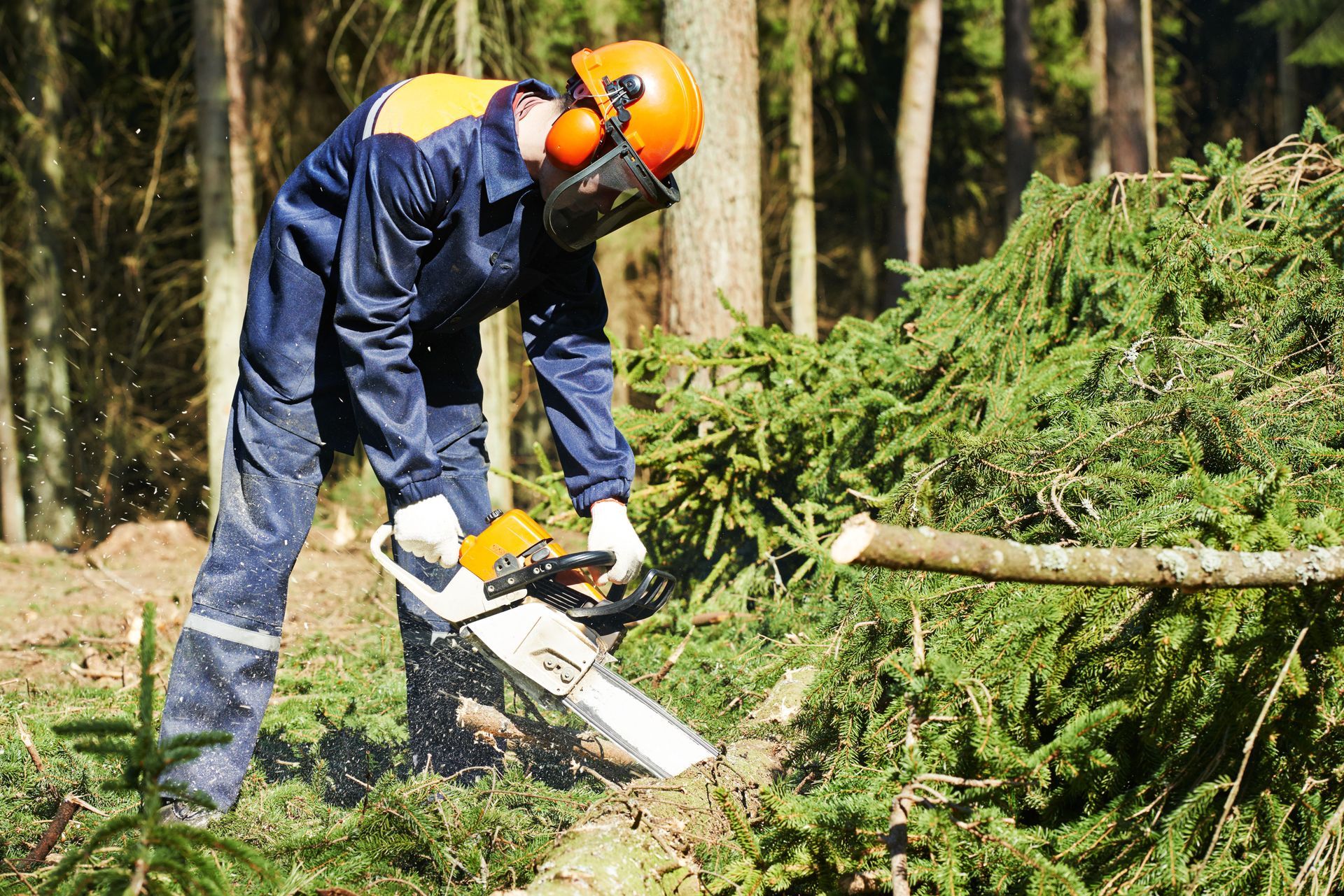 tree trimming services