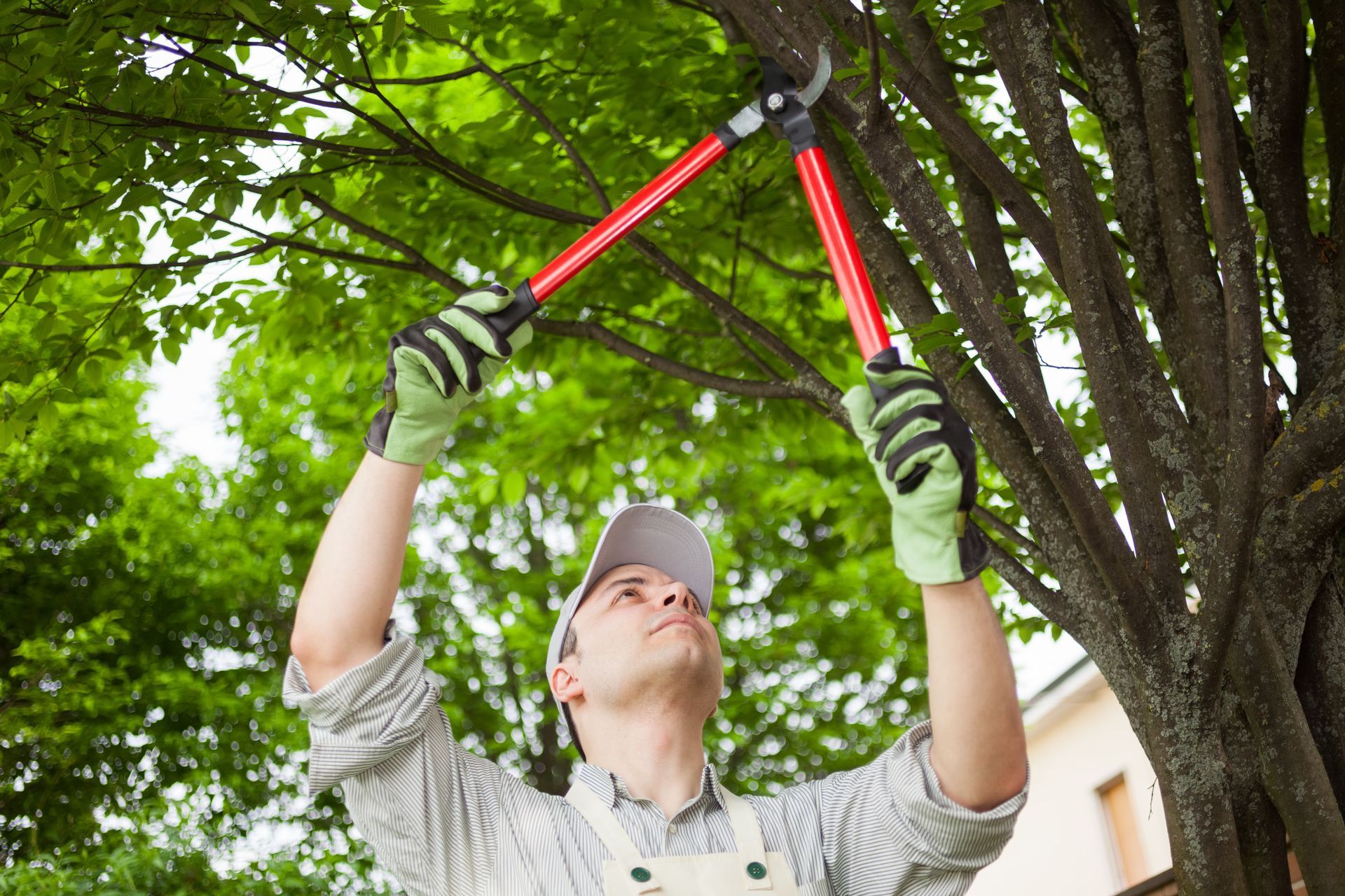 tree trimming service