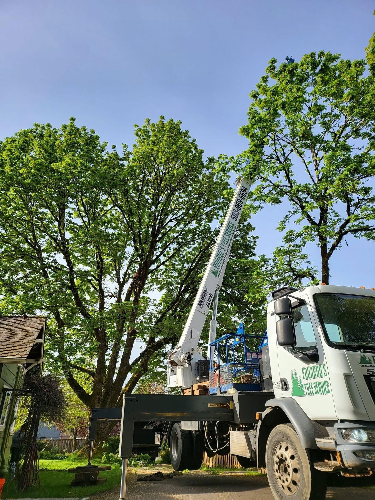 Tree trimming and removal service