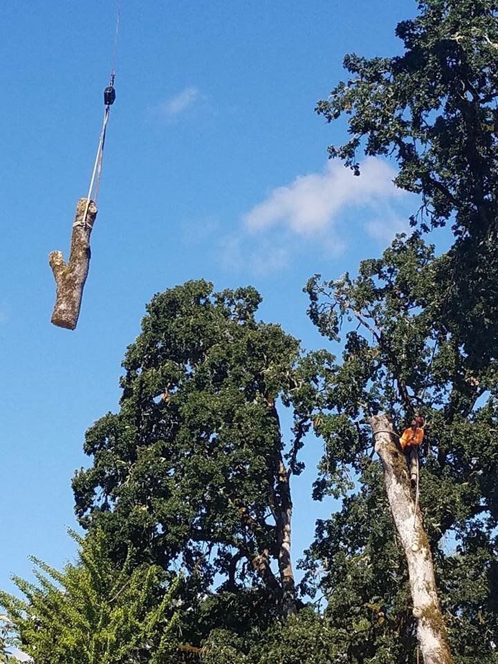 Tree removal