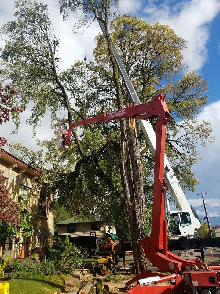 Crane-assisted tree removal