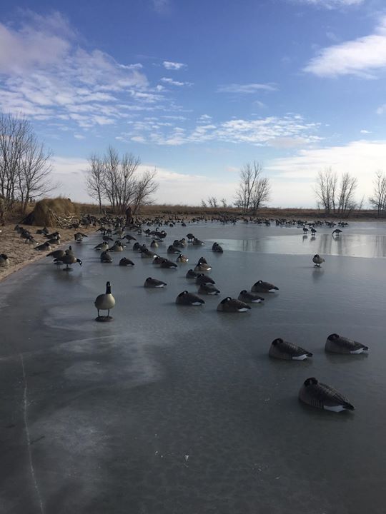 Nebraska Canada Goose Hunts Canada Goose Hunting Guide