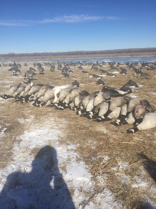 Nebraska Canada Goose Hunts Canada Goose Hunting Guide
