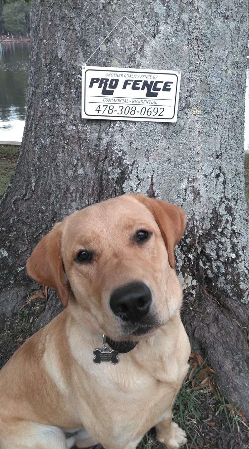 A dog is sitting next to a tree with a sign on it.