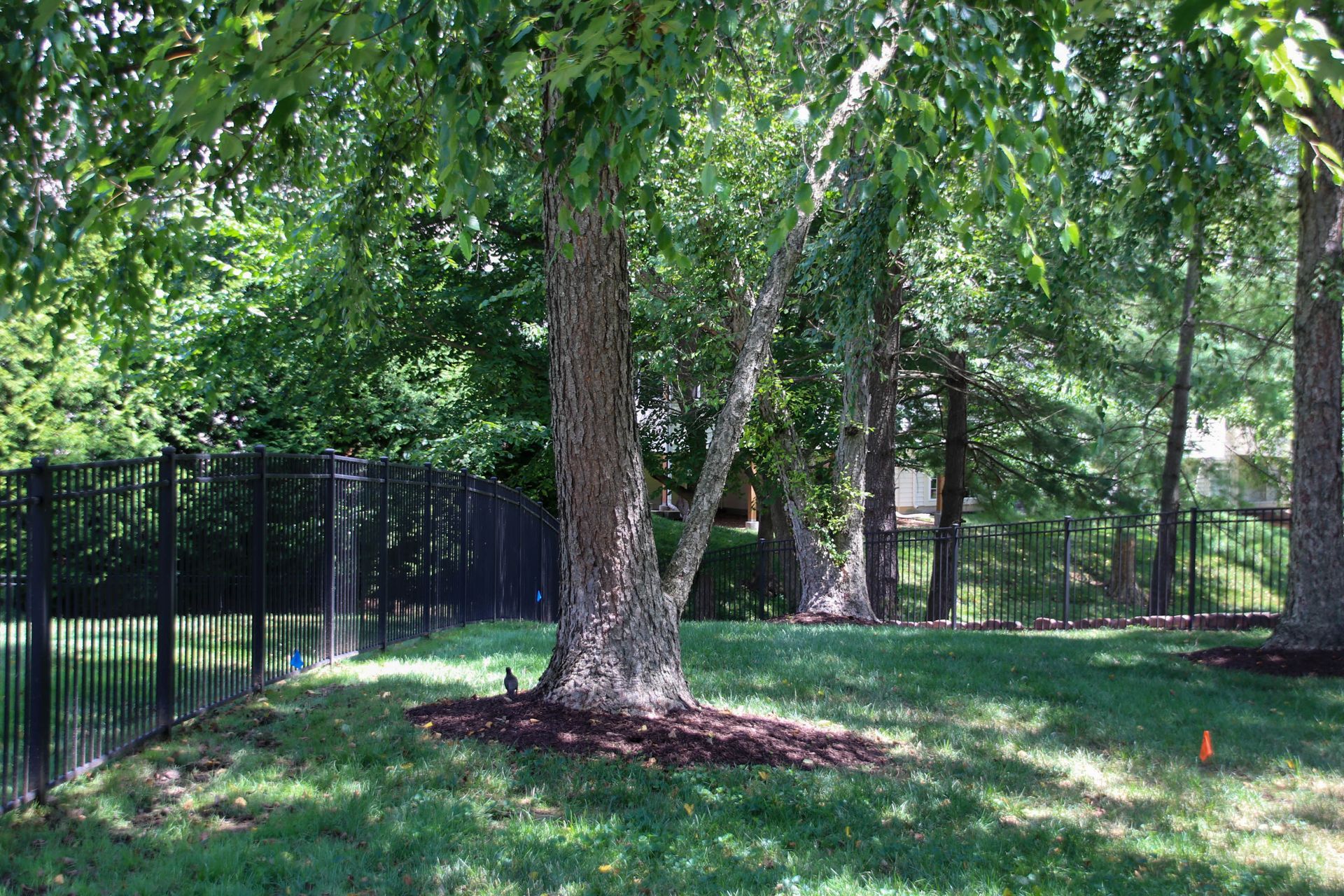 Black fence borders a grassy yard with trees, sunlight, and mulch.