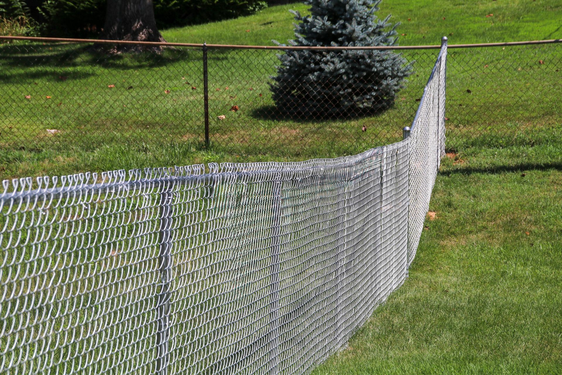 Chain-link fence curves across green grass, with a small evergreen tree in the background.