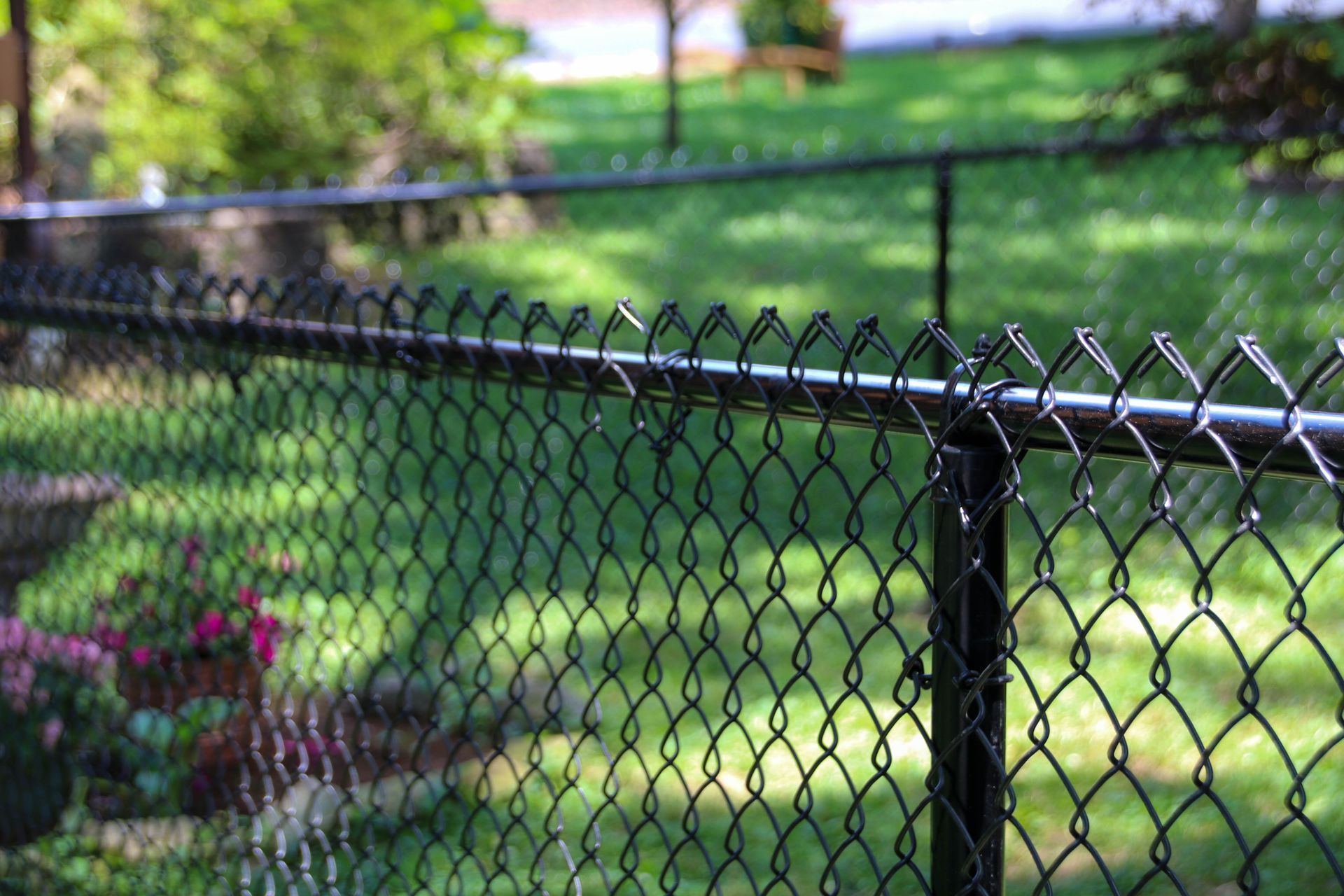 Black chain-link fence in focus; green grass and blurred foliage in the background.