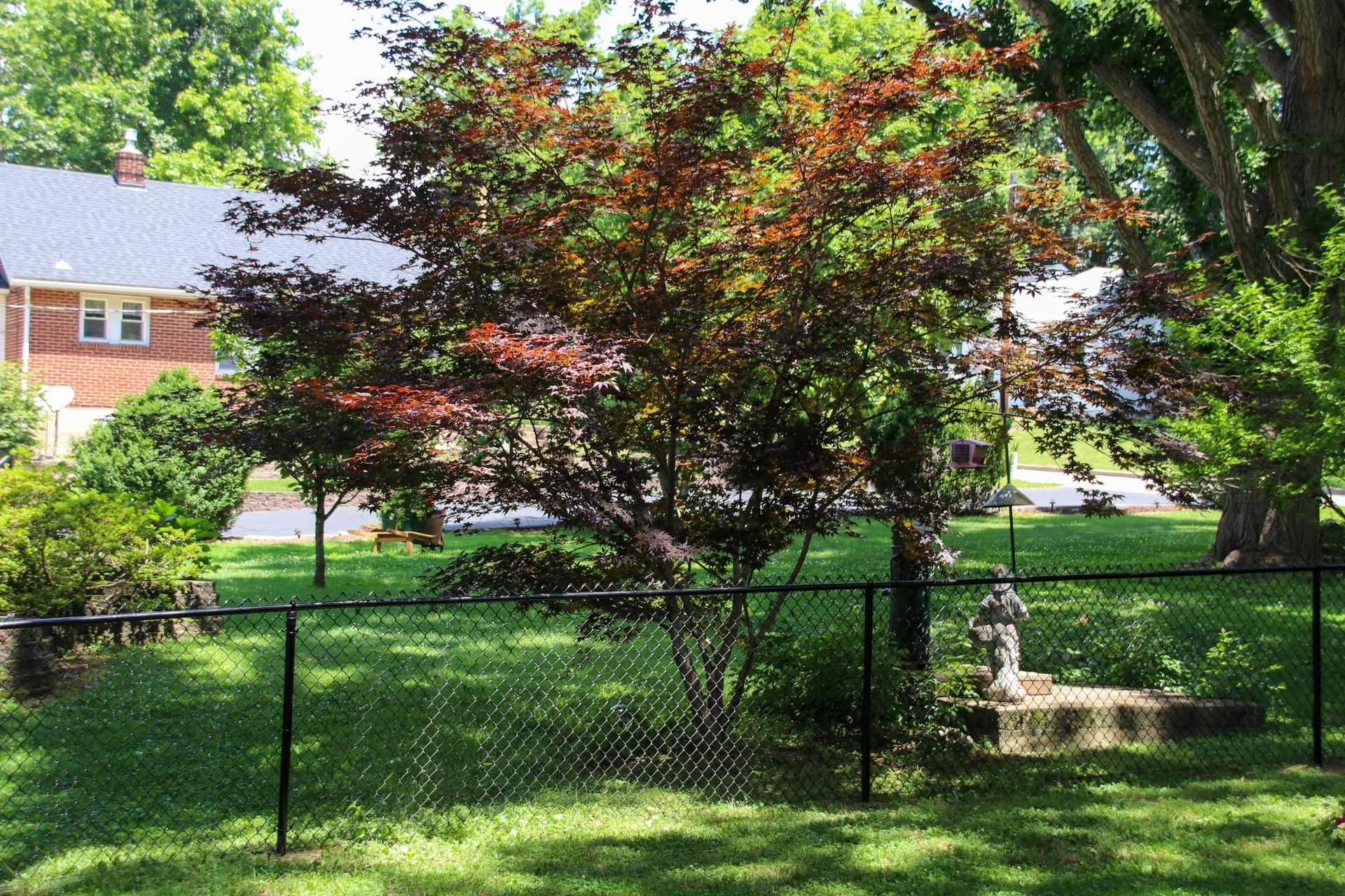 A leafy tree with red foliage sits in a backyard enclosed by a black chain-link fence.