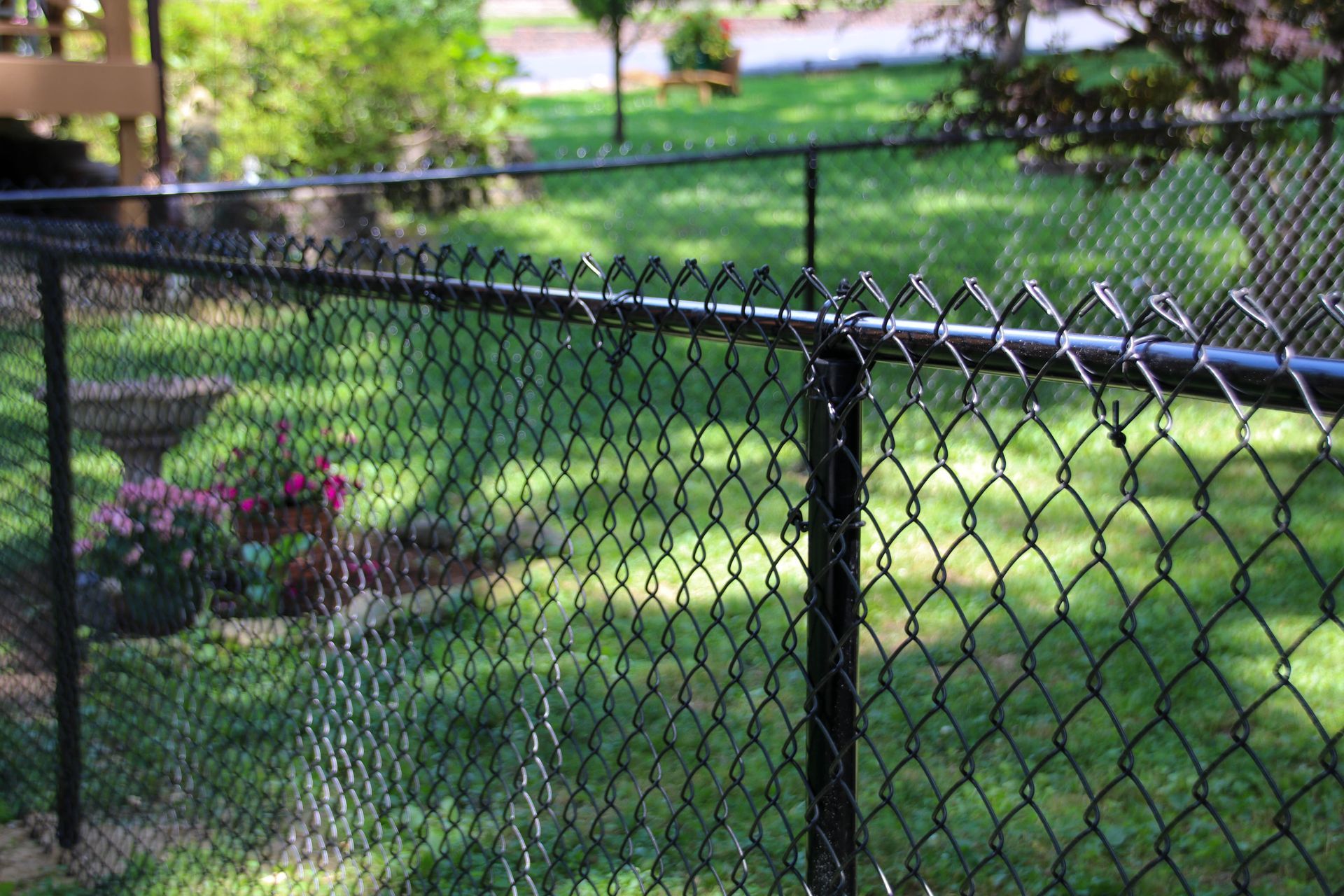 Black chain-link fence in focus; green grass and trees in background; sunny outdoor setting.