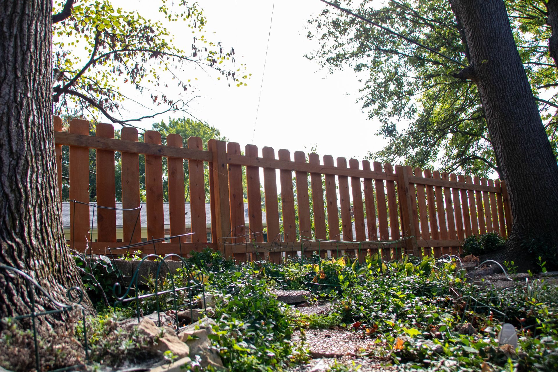 Wooden picket fence in a yard, between trees, with ivy and low plants in the foreground.