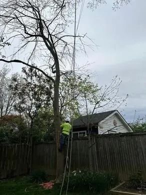 A person in a yellow vest trims a tree from a ladder in a backyard. A house and fence are in the background.